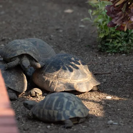 فندق Pontos سارتي