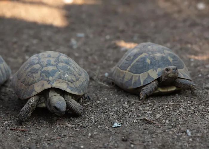 Pontos Отель 3*